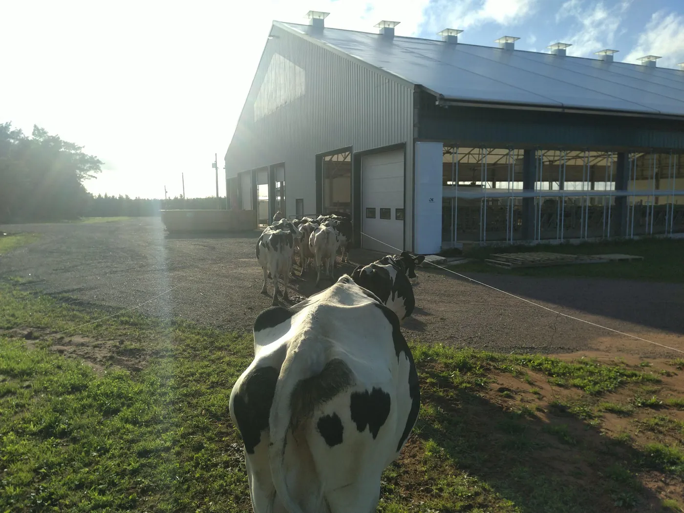 Dairy cows walking into a finished dairy barn in the morning sun